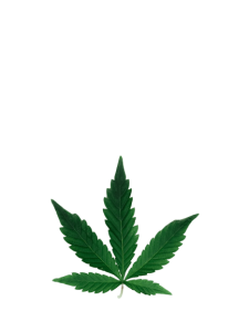 buy weed online BC, BC dispensary