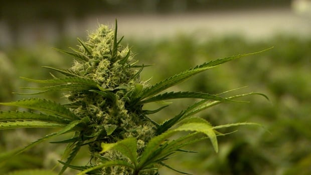Aurora Cannabis CEO gets 67M compensation bump amid falling stock | News