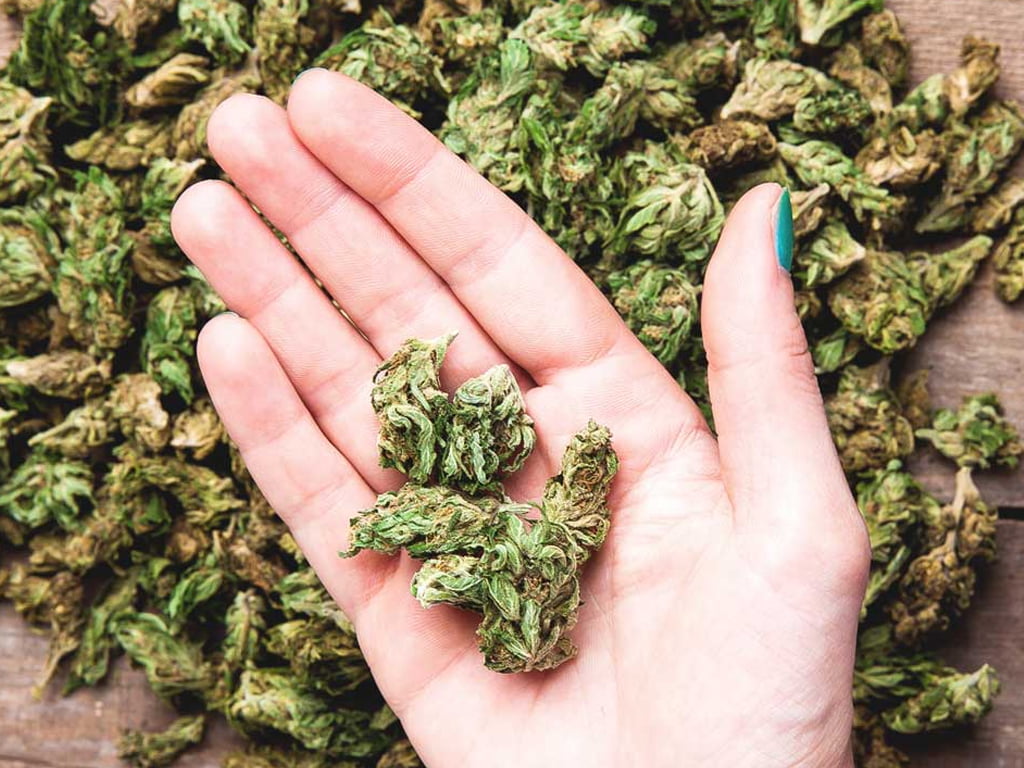 Using cannabis | News