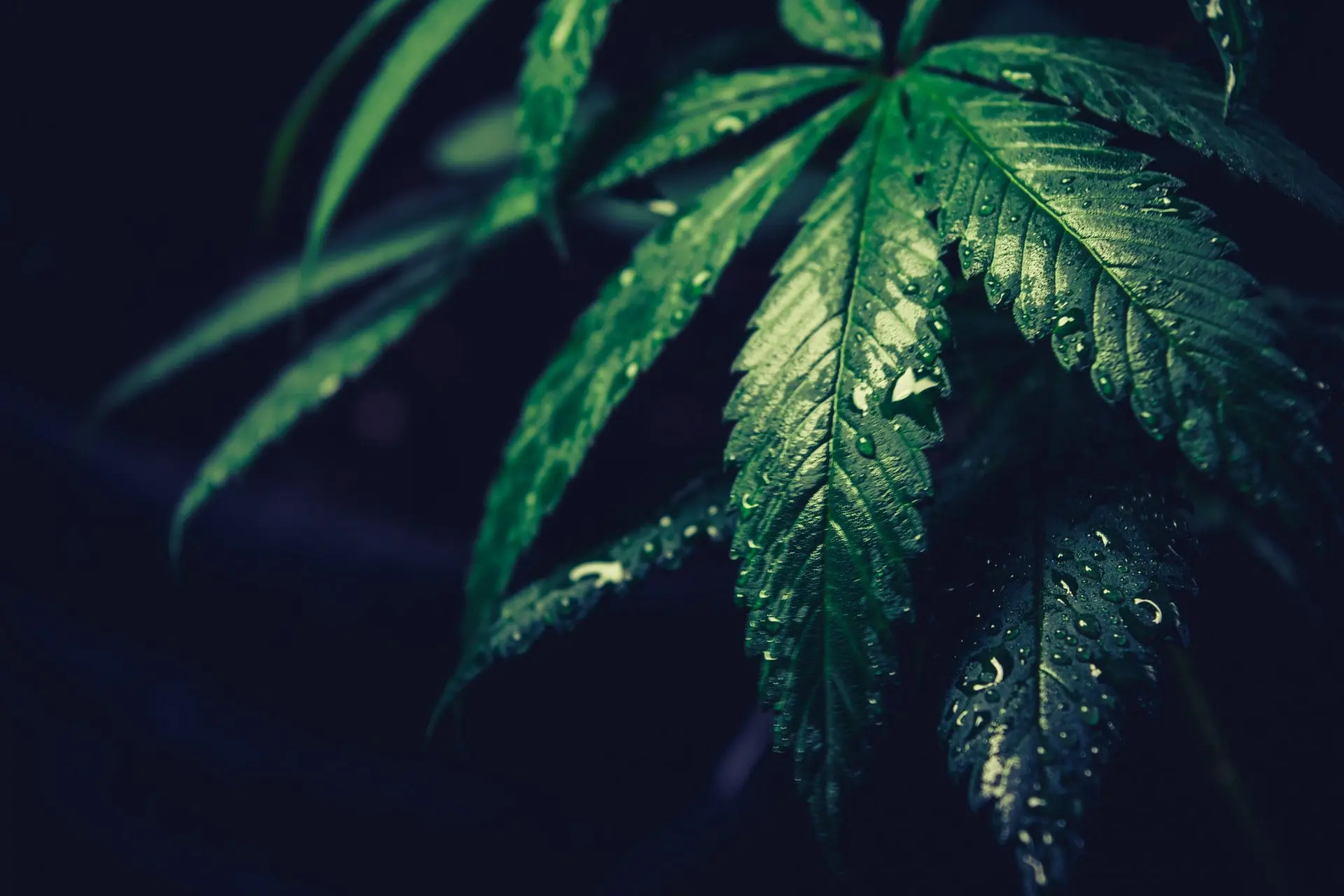 cannabis tech | News