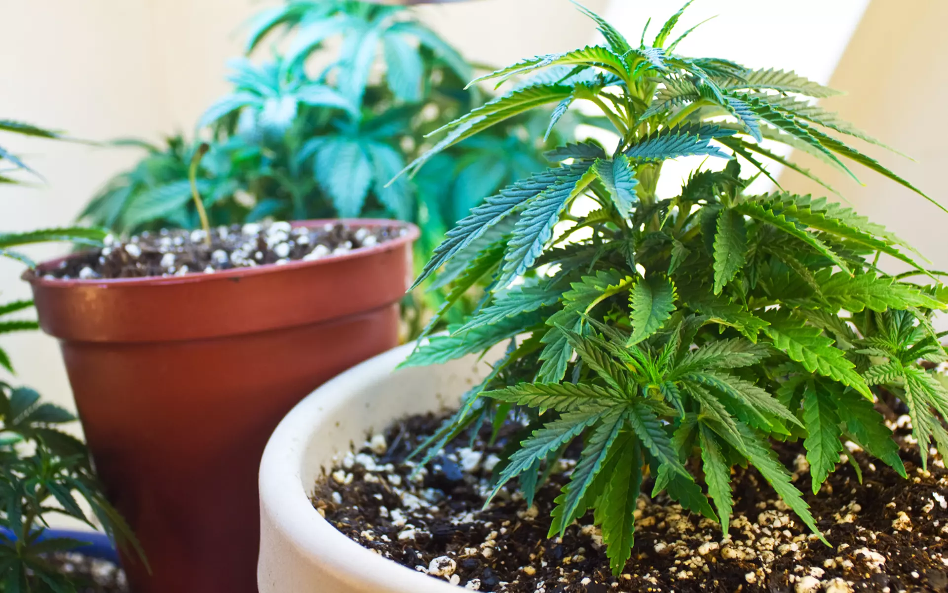 washington home grow | News