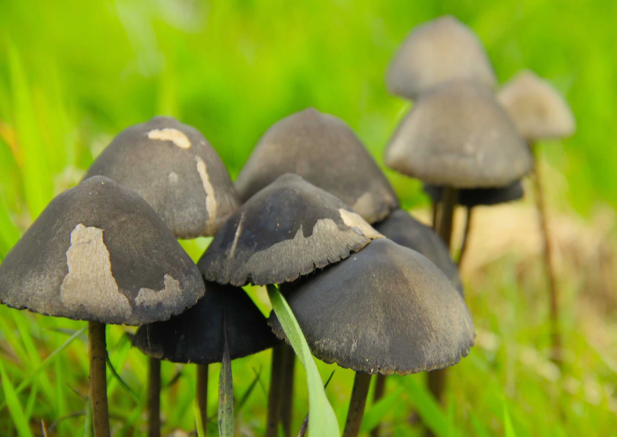 1499792183990 mushrooms | News