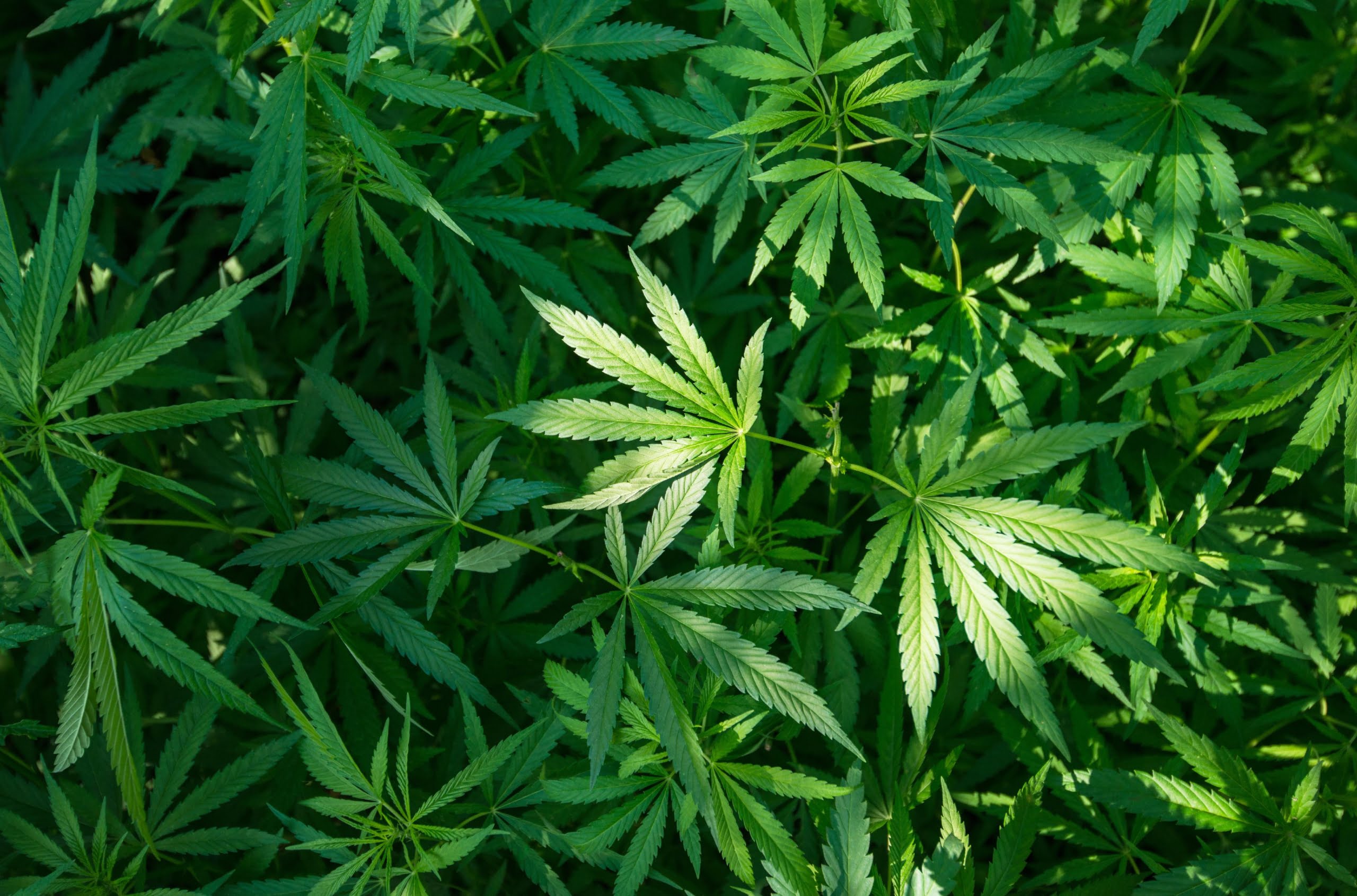 Marijuana share scaled | News