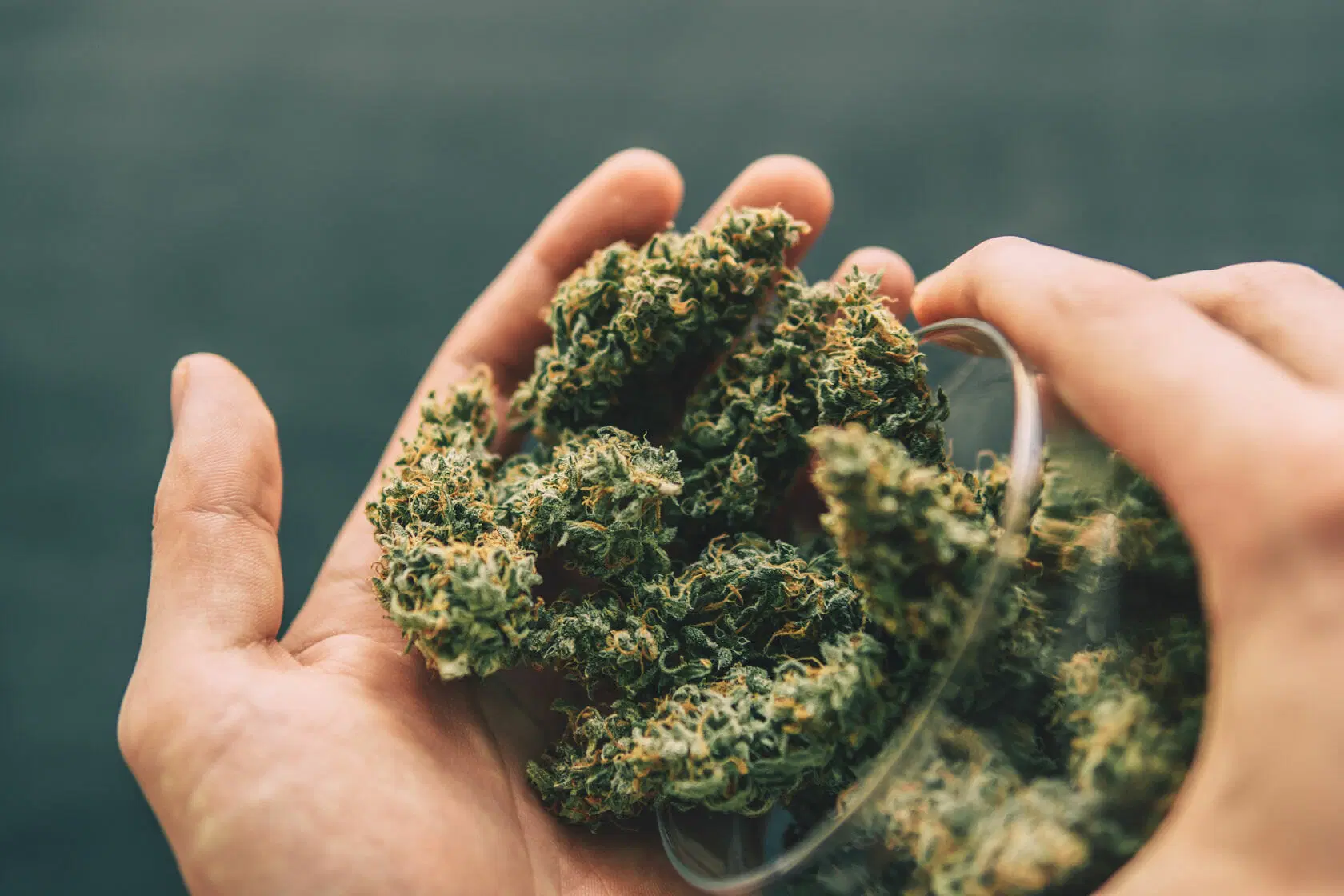 cbd flowers | News