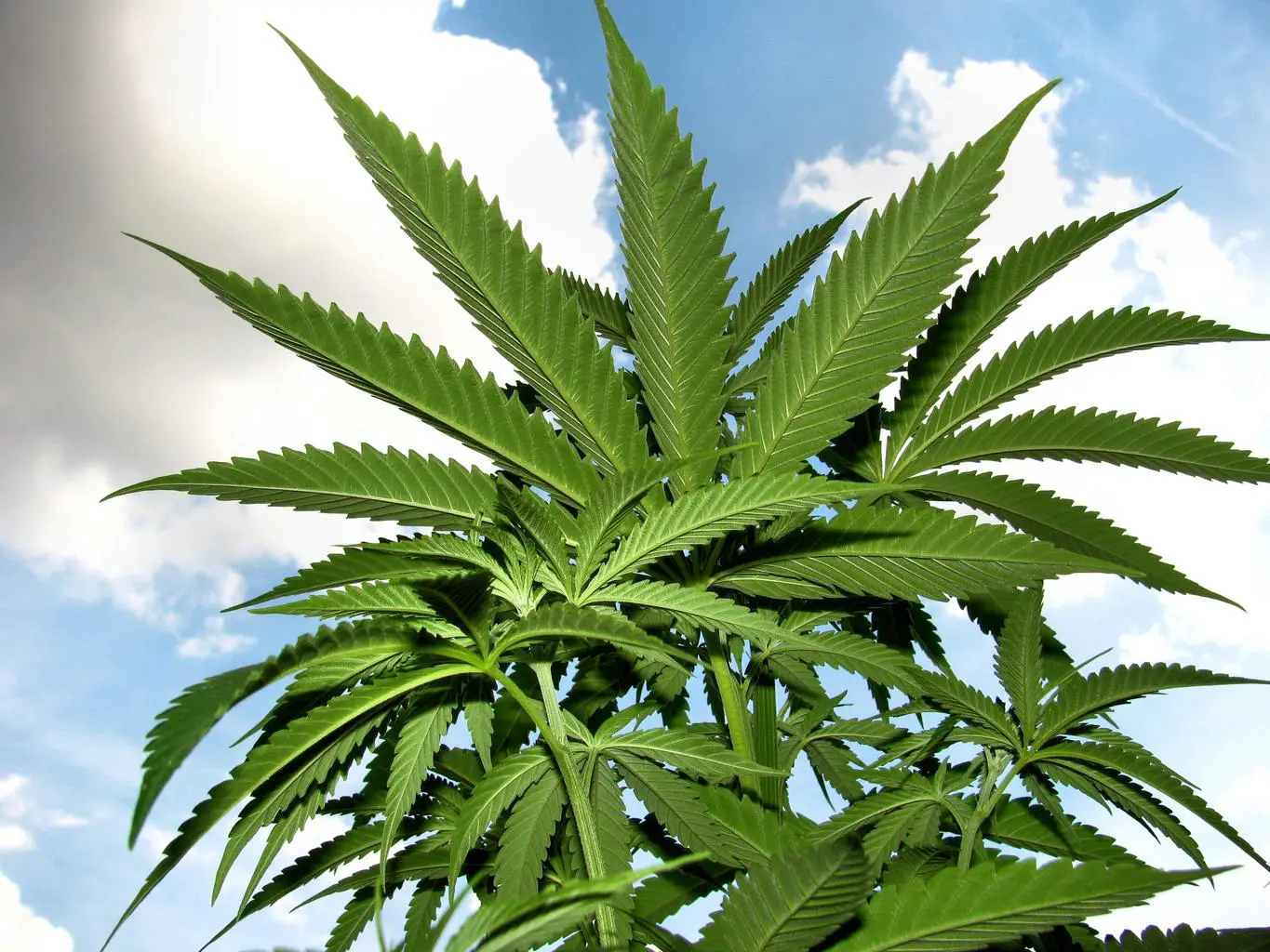 marijuana plant herb hemp | News