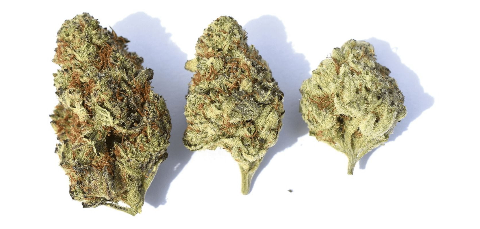 Cannabis Guide for Beginners, Cannabis, Marijuana, Cannabis Strain, Sativa, Indica, Hybrid